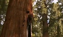 世界上最大的三颗树，最大的一颗50个人都抱不完，看完涨知识了