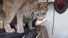 加拿大猞猁猫，吃鸡腿时霸气十足，像只小老虎