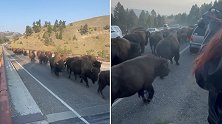 美国：黄石公园一群野牛从身旁跑过，女游客称“超级可怕”