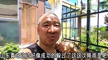 夏天的小院，花盆里种的丝瓜长了很多“气生根”是怎么回事？