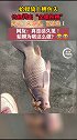 辽宁男子钓鱼钓出“金蟾抱鲤”，称太罕见，已放生！钓鱼 金蟾 放生