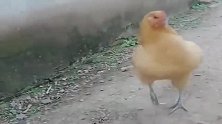 农村的老母鸡真霸道，小奶狗就想路过，还要被追着跑！