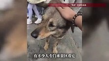 17岁网红狗行走不稳引网友担忧，曾被称为现实版“忠犬八公”，景区：年老正常现象