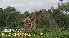 长颈鹿被狮子们攻击，狮子趴在长颈鹿背上近4小时还是没能得逞