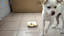 给狗狗吃水蜜桃，狗狗却拿水蜜桃给地板砖做面膜，铲屎官很无奈