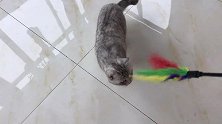在三楼玩上瘾的猫咪，被铲屎官用逗猫棒骗进了自己房间