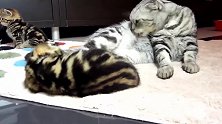 在毛毯上打滚的猫咪，这些个猫咪真是皮，想买一只养着了！