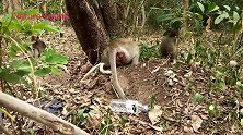 母猴快要分娩了，阵痛让母猴趴在地上，成年猴却坐住了母猴，心疼