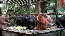 动物园老鼠成灾太猖獗，公然欺负猴子，饲养员为灭鼠“放大招”！