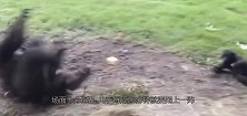 黑猩猩被围殴，同伴抄家伙就上去，一手少林棍法出神入化