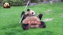 大熊猫手握竹棍卖个萌，豪放躺姿超霸气
