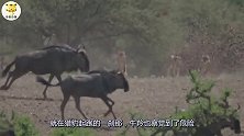 3只猎豹围捕1头瘸腿的牛羚，本以为稳赢，没想到牛羚太机智了