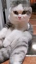 猫：铲屎官你别动，我看见一只老鼠溜走了！
