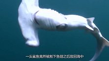 鲨鱼被割掉鱼翅后，回到海里还能活下来吗？看完真是心酸！