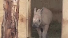 刚11周大的白犀牛，体重已达135公斤，太招人喜欢了