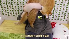 猫咪的5种特殊反应，是在和主人说“我喜欢和你在一起”