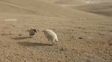 搞笑视频：山羊打架还会找帮手，连续撞击把对手都给撞懵了