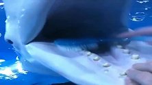 驯养师给白鲸刷牙啦，你看它还超乖的等待，我要被它圈粉啦