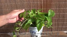 绿萝喜欢暖洋洋，让它睡“懒觉”，生长速度暴增，7天“爆盆”