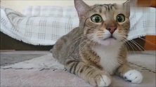 猫咪看铁血战士是什么样子太逗了