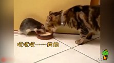 食物链断了 老鼠要给猫当伴郎了