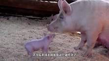 大肥猪失踪一月才回家，带了一肚子娃，产下的猪仔把主人吓坏了！