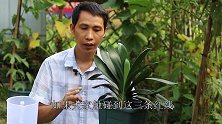 夏季养家庭君子兰，避免烂根，有3条红线千万别越过！