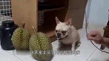 主人让狗狗保护榴莲，狗狗监守自盗，主人都不许靠近了！
