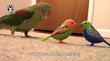 绿皮鹦鹉碰到两只玩具鸟，鹦鹉：能动手解决就别吵吵