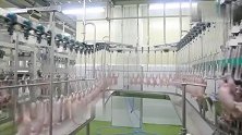 国外全自动化杀鸡流水线，这速度一天能杀十几万只吧