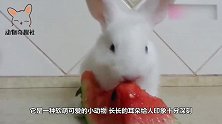 母爱很伟大！兔妈妈把宝宝挖出来，等喂完吃的后再用土盖上