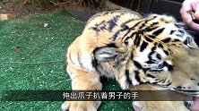 原来之前和老虎做这么多前戏，都是为了这一幕呀，学到了！