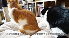 网友给奶奶送去一只小猫，三个月之后奶奶，你给它喂猪食了吗