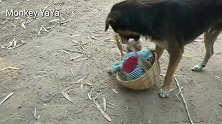 猴哥骑着篮子唱着歌，哮天犬突然胖揍猴哥，猴哥欲哭无泪！