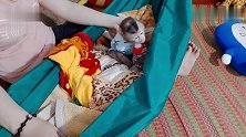 一边抱着奶瓶一边午休的小猴子，太乖了