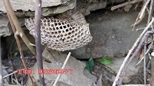 农村小伙在采药的路上发现一个露蜂房，他说这个还有人收购！