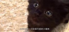一只鬣狗看着楚楚可怜，打算下车救它，下一秒赶紧关好车窗