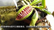 食肉草的威力！捕蝇草猎杀昆虫大戏上演，隔着屏幕感受到绝望