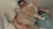 一只猫咪重达30斤只能趴着看小伙伴玩耍