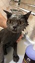 霸气在洗澡面前不值一提呸式vlog 萌宠 猫 你别笑