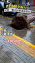 连日刮风下雨，吴忠一棵大树被连根拔起～