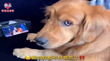 金毛犬轮胎看动画片，咋还整的自己不好意思了呢？看完忍住别笑！