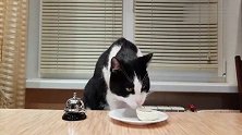 黑猫警长学习按铃点菜：再来一只烧鸡
