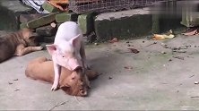 这只狗是真怂，被一只猪欺负成这样子，都不敢反抗！