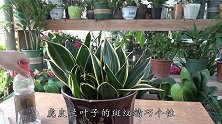 盆里加一粒超强肥料，虎皮兰叶子油绿又宽大，长如利剑戳高高