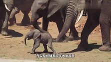 公象突然卷起小象重重向地面摔去，知道真相后，太让人愤怒了