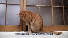 大橘猫想出去鬼混，主人一气之下把大门锁了，这下看你怎么去