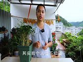 茉莉花每年能开几次花？教你数一数，不数还真不知道