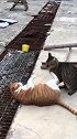 橘猫：烦死了，怎么我走哪儿你都跟着啊！