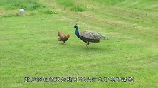 当非常神气的大公鸡进入孔雀群，这么扎眼，确定不会被揍